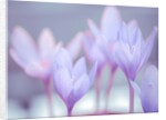 Crocus flowers by Assaf Frank